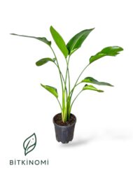 Starliçe- Monstera - Kauçuk Üçlü Tropik Set - Görsel 2