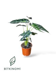 Asparagus–Bonsai–Alocasia Üçlü Dekor Bitki Seti - Görsel 3