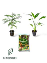 Arokarya Starliçe Toprak Üçlü Set