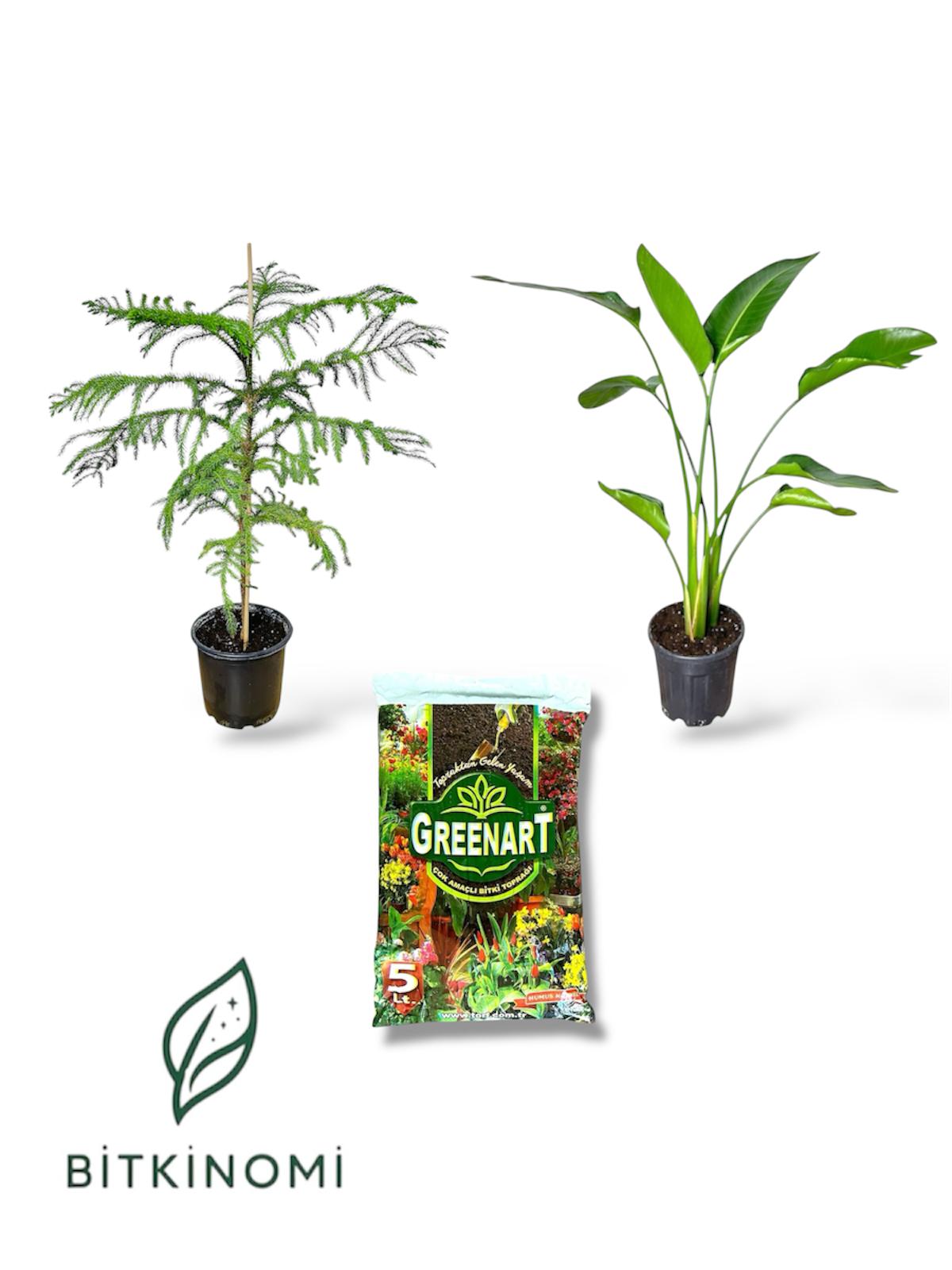 Arokarya- starliçe - toprak