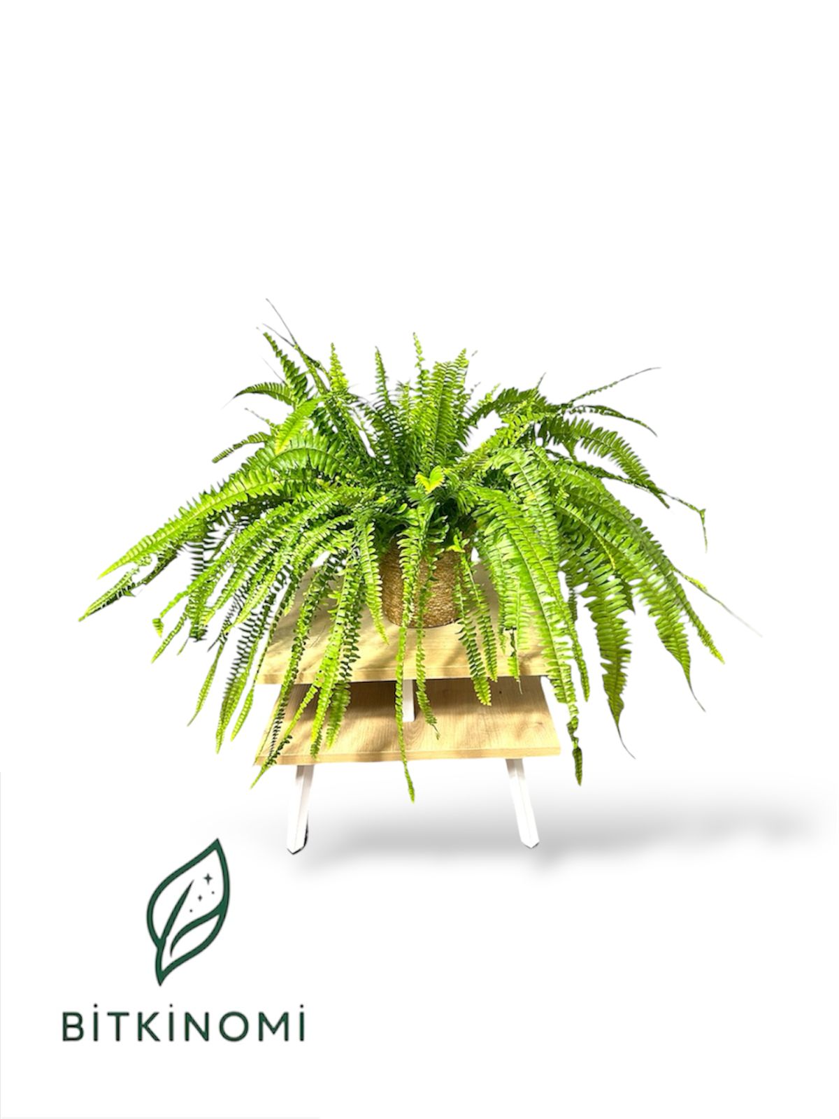 Aşk merdiveni- Fujer Aşk Merdiveni – Fujer Salon Eğrelti Otu - Görsel 1