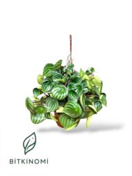 Peperomia Watermelon–Monstera Monkey Mask - Görsel 3