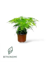 Asparagus–Bonsai–Alocasia Üçlü Dekor Bitki Seti - Görsel 2