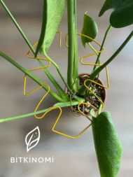 Monstera Bitki Destekleyici – Metal Bitki Tutucu - Görsel 2