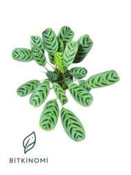 Calathea Burle Marxii (30-40 cm) - Görsel 2