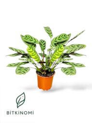 Calathea Burle Marxii Croton Petra Toprak Seti - Görsel 2