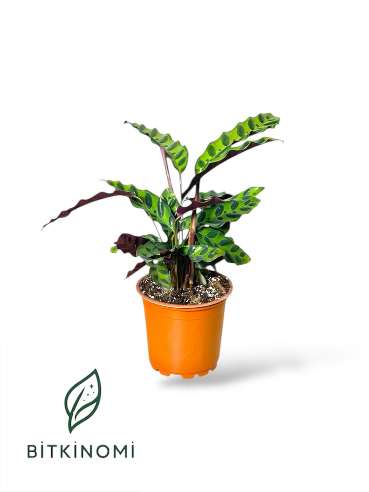 Calathea Lancifolia Dua Çiçeği Calathea Lancifolia Dua çiçeği 30-40 cm - Görsel 1