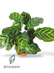 Calathea Makoyano Dua çiçeği 30-40 cm - Görsel 2