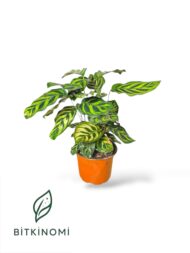 Calathea Makoyano Dua çiçeği 30-40 cm