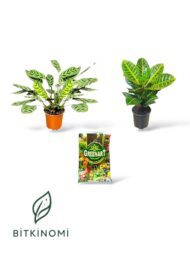 Calathea Burle Marxii Croton Petra Toprak Seti