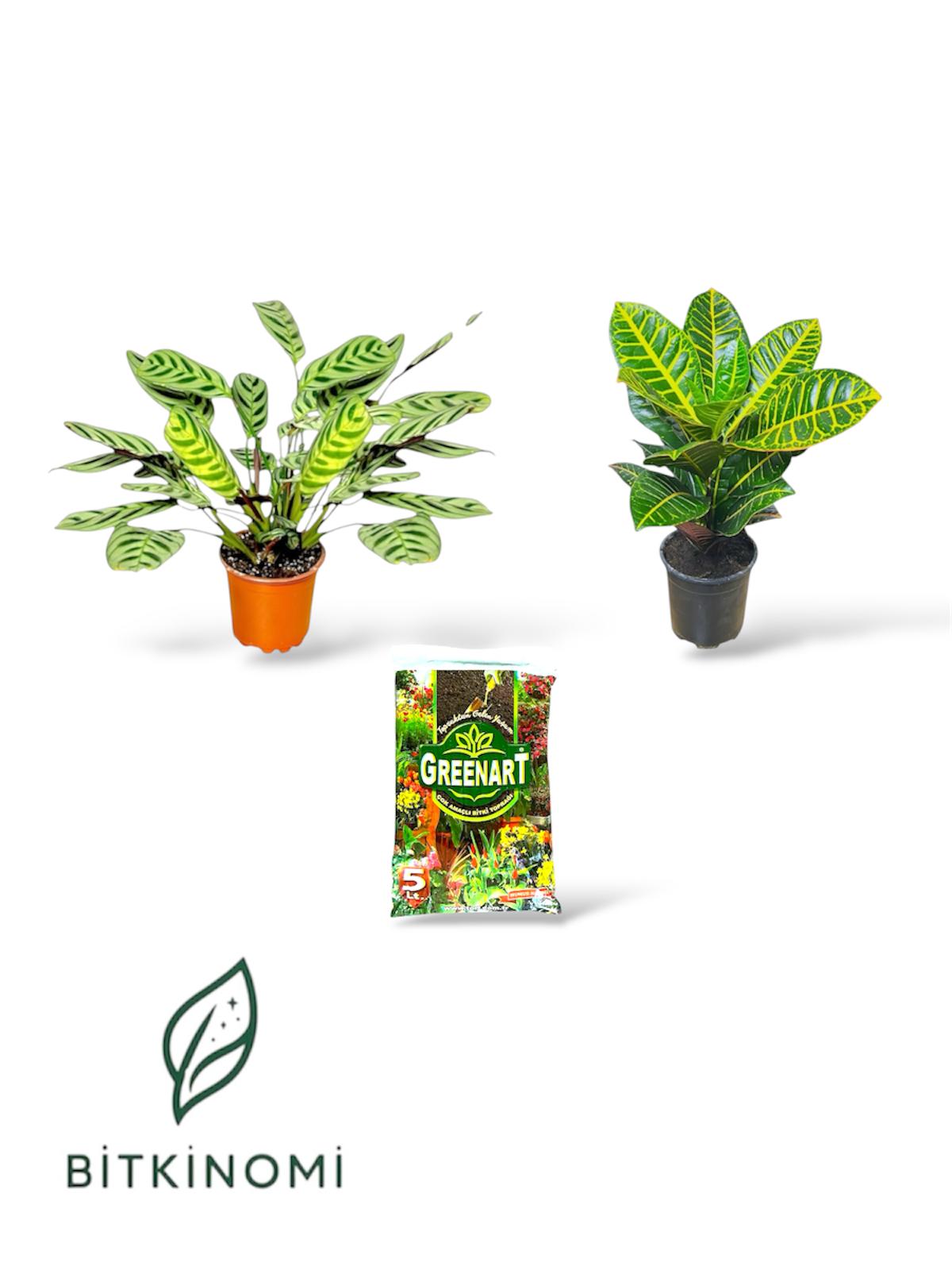 Calathea burlee marxii - croton12 cm - toprak Calathea Burle Marxii Croton Petra Toprak Seti - Görsel 1