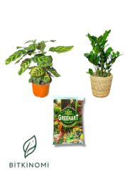 Calathea Makoyana Zamia Toprak Seti