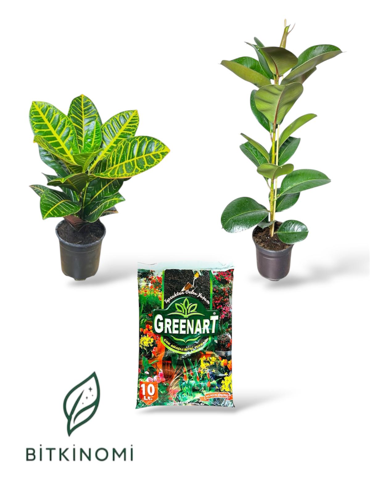 Croton- kauçuk- toprak set Croton Petra-Kauçuk Robusta-Toprak Seti - Görsel 1