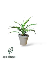 Marginata–Yucca–Lemon Lime Yeşil Bitki Seti - Görsel 3