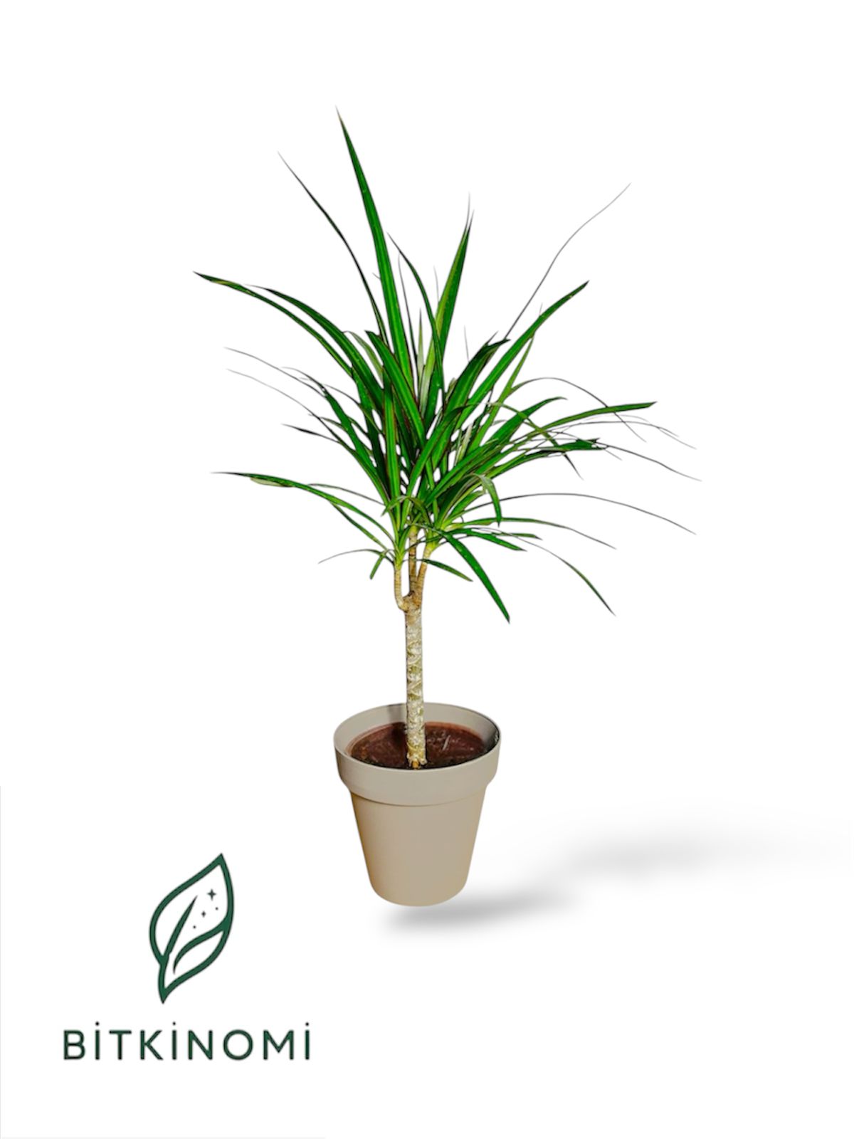 Dracaena Marginata Tek Gövdeli Dracaena Marginata Tek Gövdeli (40–60 cm) - Görsel 1