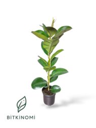 Starliçe- Monstera - Kauçuk Üçlü Tropik Set - Görsel 4