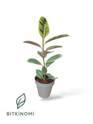 Alacalı Kauçuk Tineke – 40-50 cm