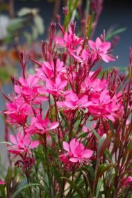 Pembe Gaura-Gaura Lindheimeri - Görsel 2