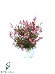 Pembe Gaura-Gaura Lindheimeri
