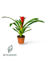 Anthurium Guzmanya Toprak Üçlü Set - Görsel 2