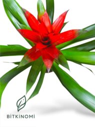 Guzmanya Brimstone – Tropikal Çiçekli Salon Bitkisi (40–50 cm) - Görsel 2