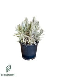 Lavandula Angustifolia Lavanta10–20 cm
