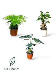 Asparagus–Bonsai–Alocasia Üçlü Dekor Bitki Seti