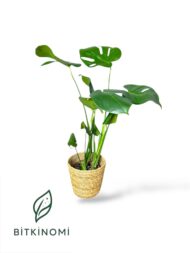 Starliçe- Monstera - Kauçuk Üçlü Tropik Set - Görsel 3