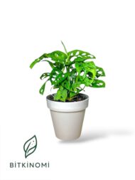 Peperomia Watermelon–Monstera Monkey Mask - Görsel 2
