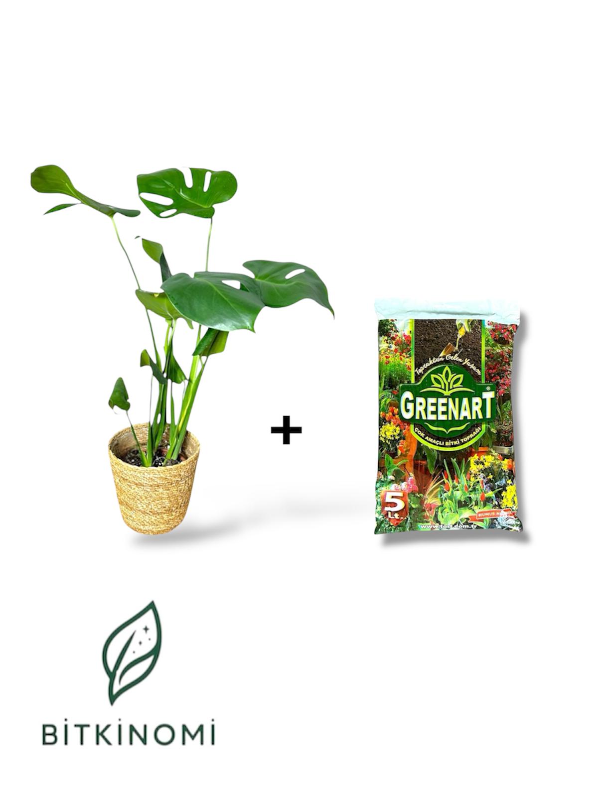 Monstera deliciosa- toprak Monstera Deliciosa-Toprak Bitki Bakım Seti - Görsel 1