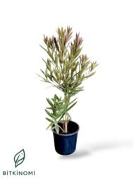 Zakkum 50-60 cm Nerium Oleander