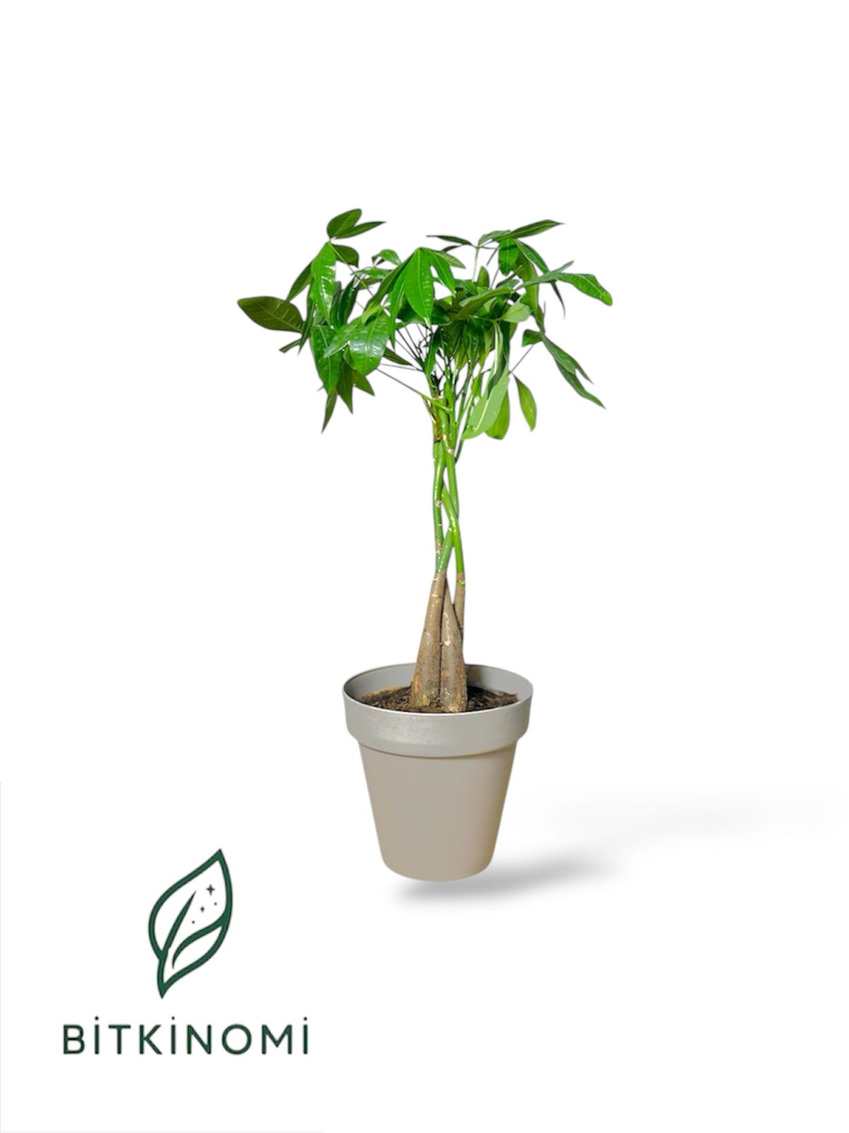 Pachira- Örgülü Para Ağacı Pachira Örgülü Para Ağacı 30–40 cm - Görsel 1