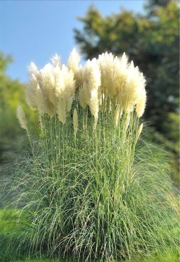 Pampas Otu Beyaz – Cortaderia Selloana