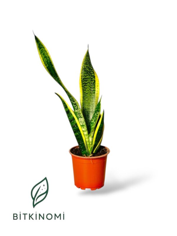 Sansevieria Superba – Paşa Kılıcı 30–40 cm