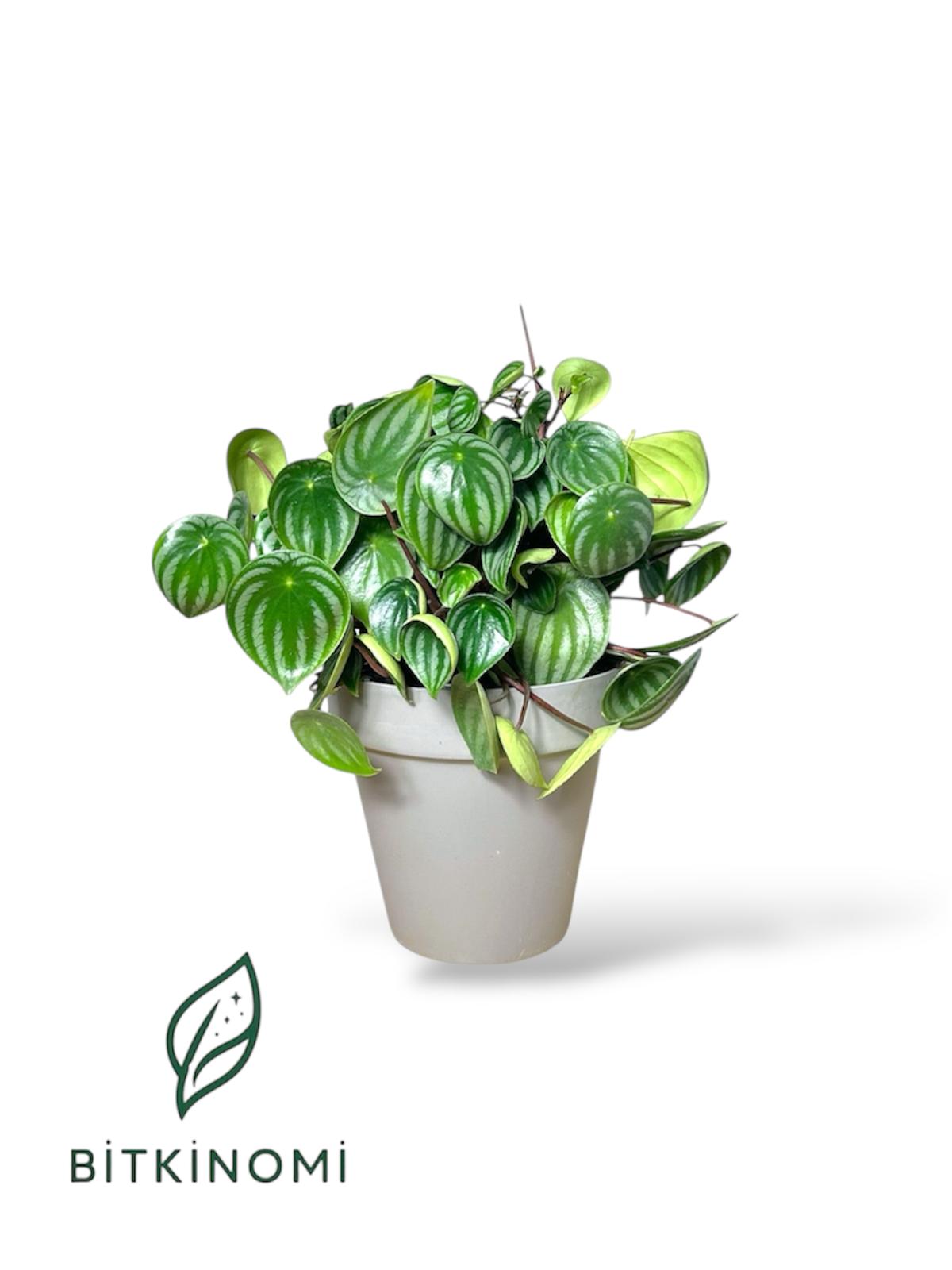 Peperomia Watermelon Peperomia Watermelon 20-30 cm - Görsel 1