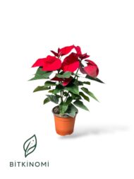 Anthurium Atatürk Çiçeği Toprak Üçlü Set - Görsel 2