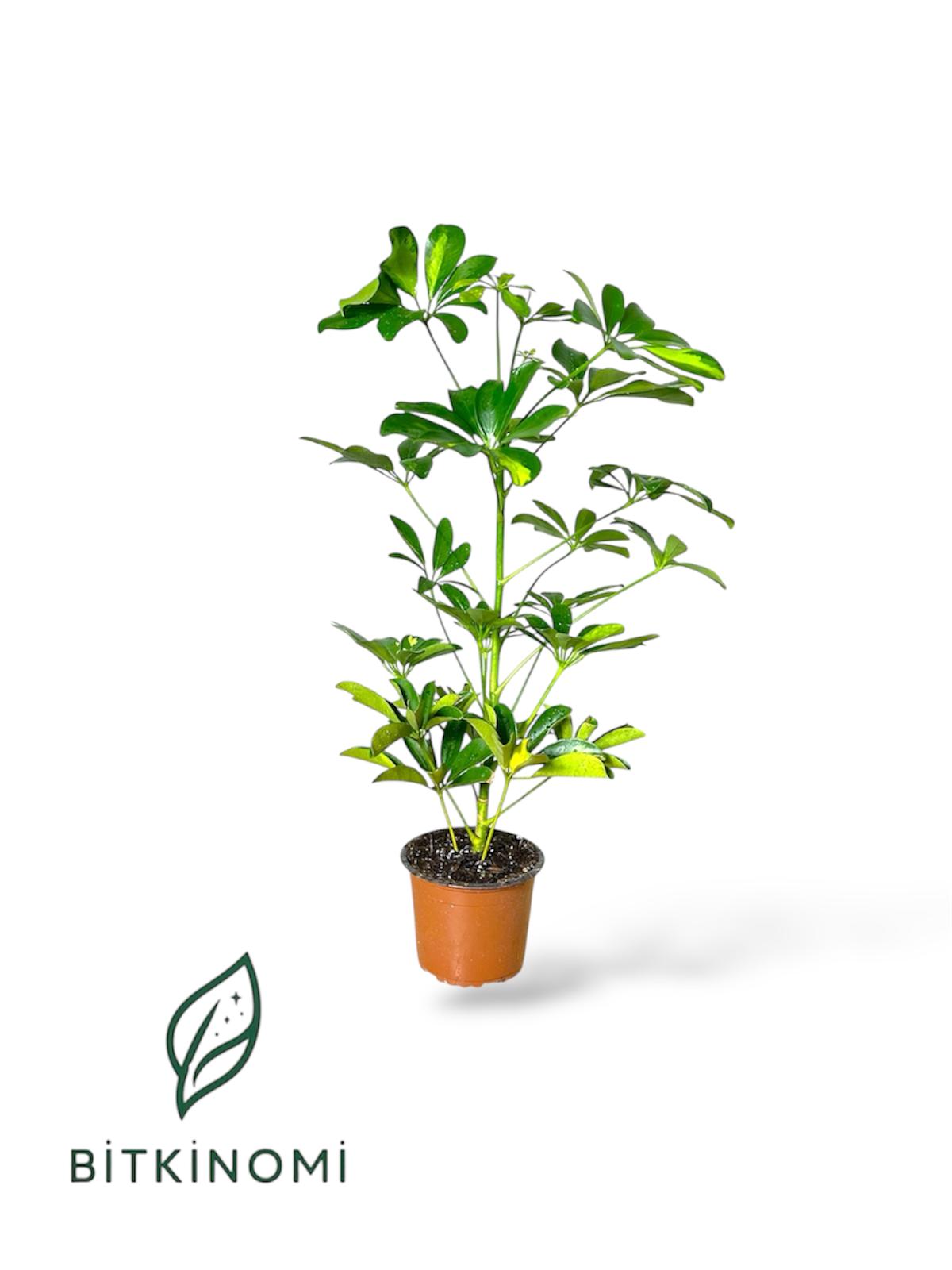 Schefflera- Şeflera Bitkisi Schefflera Şeflera Salon Bitkisi 40–50 cm - Görsel 1