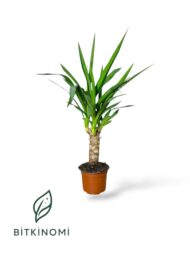 Marginata–Yucca–Lemon Lime Yeşil Bitki Seti - Görsel 4