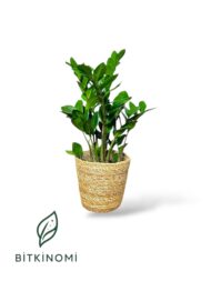 Calathea Makoyana Zamia Toprak Seti - Görsel 2