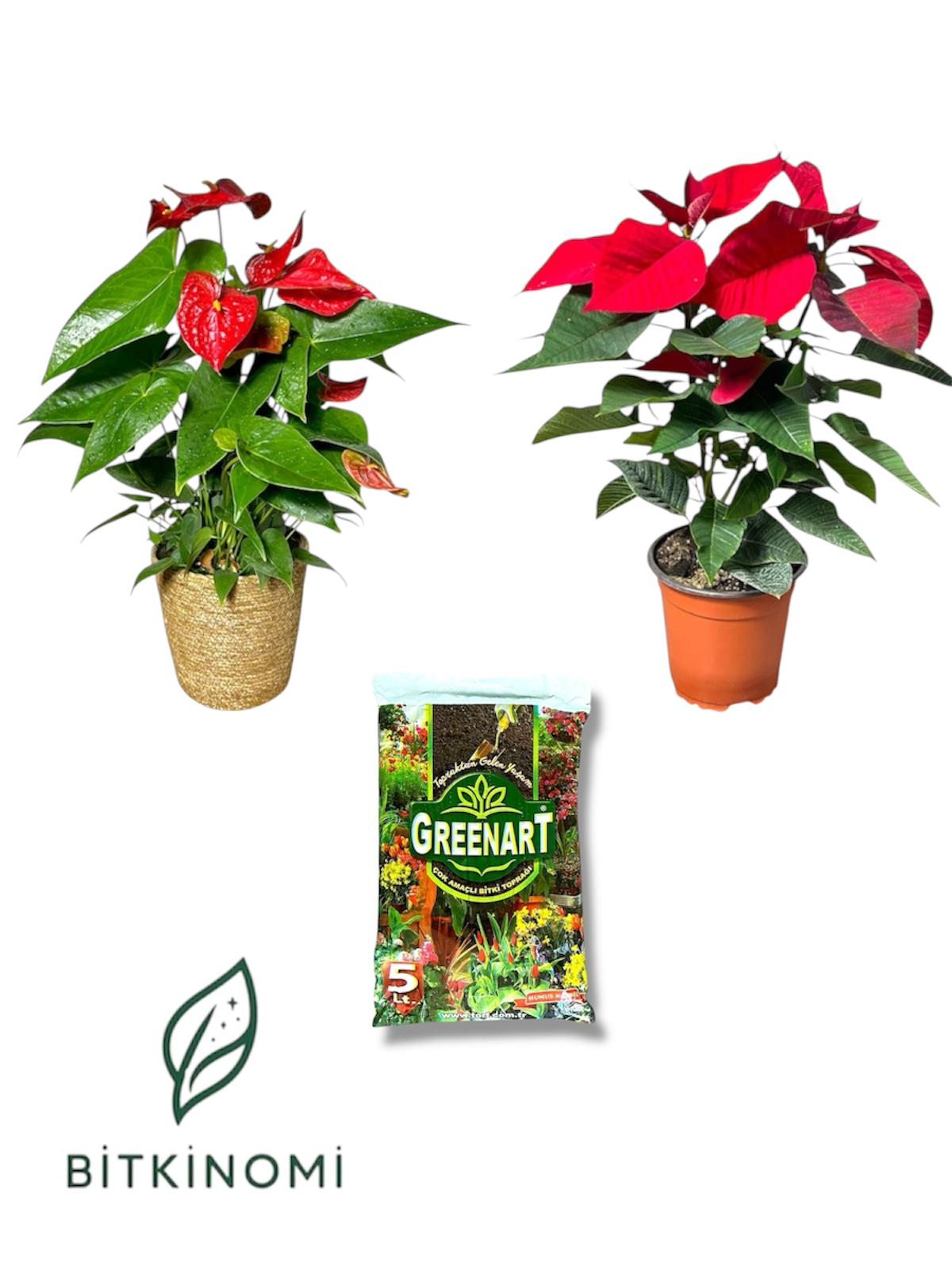 antoryum - poinsettia Atatürk çiçeği