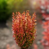 Kırmızı Berberis Berberis Thunbergii