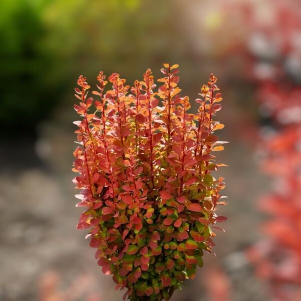Kırmızı Berberis Berberis Thunbergii