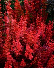 Kırmızı Berberis Berberis Thunbergii - Görsel 2