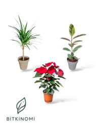 Marginata–Atatürk Çiçeği–Alacalı Kauçuk Bitki Seti