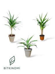 Marginata–Yucca–Lemon Lime Yeşil Bitki Seti