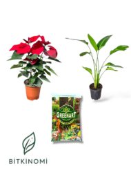 Atatürk Çiçeği–Starliçe–Toprak Üçlü Bitki Seti