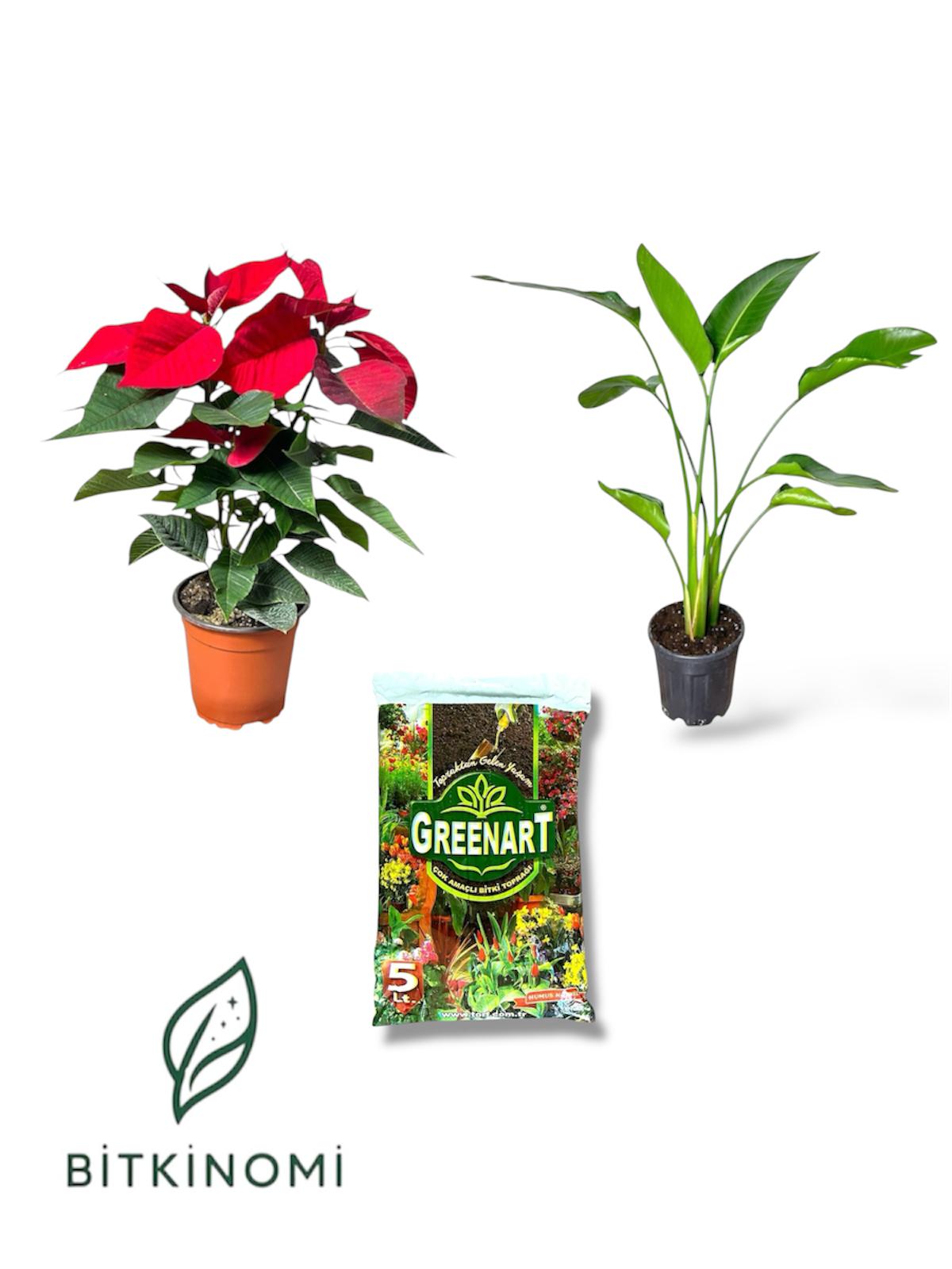 poinsettia - starliçe- toprak set Atatürk Çiçeği–Starliçe–Toprak Üçlü Bitki Seti - Görsel 1