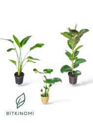 Starliçe- Monstera - Kauçuk Üçlü Tropik Set