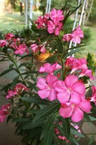 Zakkum 50-60 cm Nerium Oleander - Görsel 2